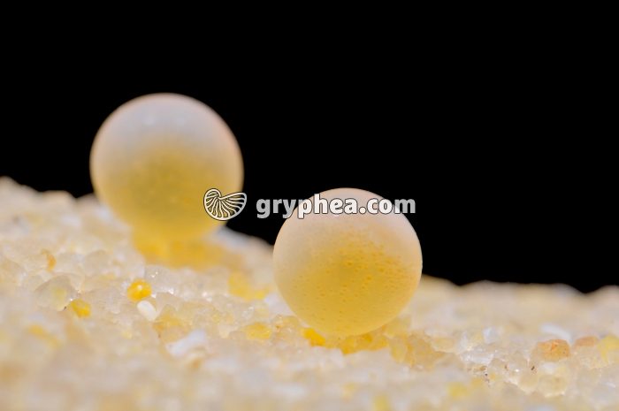 Truite - Ovules  - gryphea.com